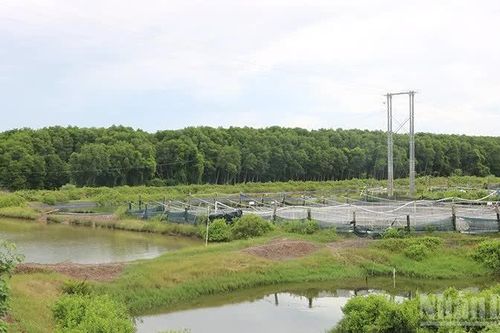 Vĩnh Long phục hồi hệ sinh thái rừng, gắn với phát triển du lịch