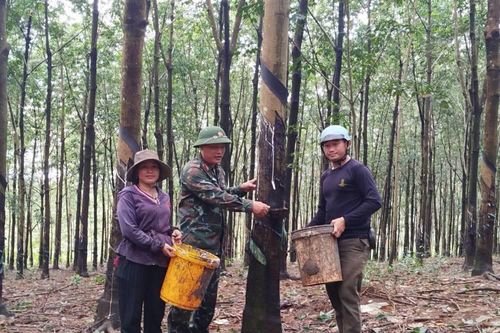 Đoàn Kinh tế - Quốc phòng 720 (Binh đoàn 16): Đưa pháp luật đến với người lao động vùng sâu
