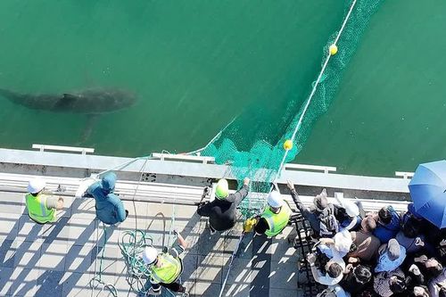 'Ngôi sao lạc lối Bukang-i' xuất hiện trên 'bầu trời quốc tế'