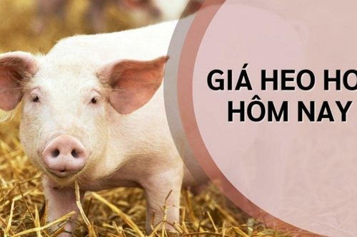 Giá heo hơi hôm nay 18/10: Giảm tại 13 địa phương, giá dao động từ 50.000 - 53.000 đồng/kg