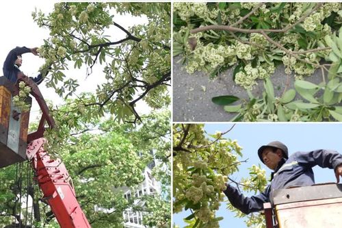 Hà Nội cắt tỉa hoa sữa: Người vui vẻ đón nhận, người tiếc nuối nhặt về cắm
