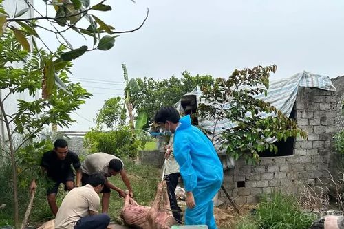 Nghệ An chấn chỉnh công tác phòng, chống dịch tả lợn châu Phi