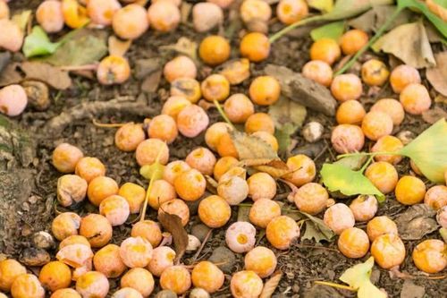 Từ vụ hoa sữa Hà Nội, các quốc gia ứng xử thế nào với cây biểu tượng?