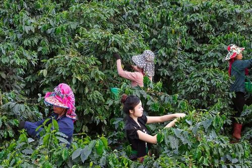 Phát huy hiệu quả khuyến công, cây cà phê giúp đồng bào Sơn La thoát nghèo bền vững