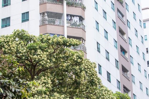 Thương hoa sữa, thương cả người mất ngủ