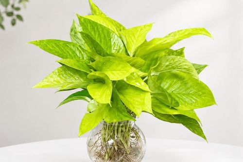 Cách trồng trầu bà thủy sinh đơn giản, cây nhanh ra rễ, xanh tốt