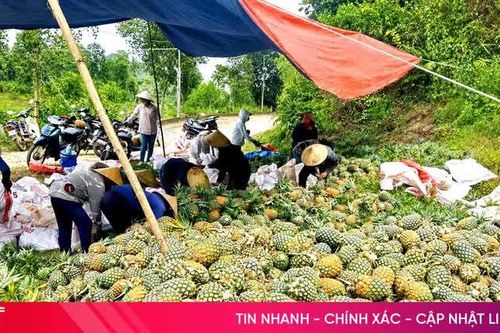Hà Tĩnh thu hoạch gần 10.000 tấn dứa liên kết với doanh nghiệp