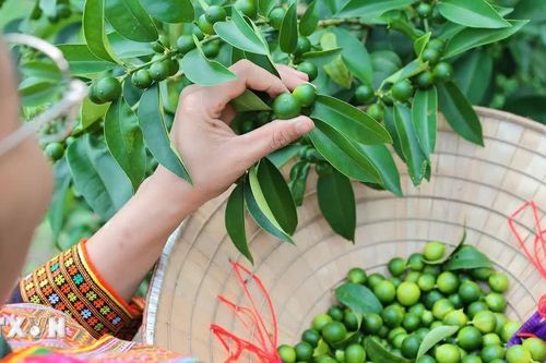 Chanh rừng Mẫu Sơn: Từ sương mù vùng núi cao bước lên quầy hàng OCOP