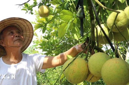 Bưởi đào Lập Lễ - Sắc hồng nhẹ nhàng tô điểm cho mùa Thu