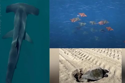 Hiện tượng thu hút sự quan tâm chú ý lớn tại California (Mỹ) giữa mùa El Niño