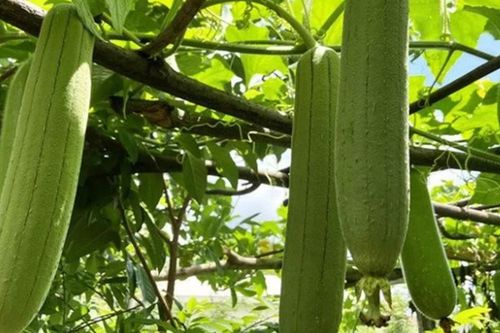 Bộ phận của quả mướp nhiều người vứt bỏ không ngờ có công dụng bất ngờ