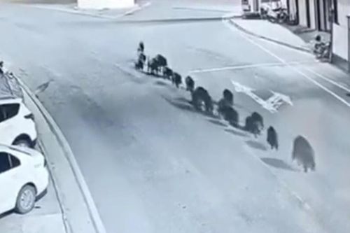 Camera giám sát ghi lại được cảnh tượng bất ngờ trên phố