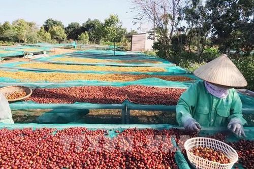Từ xuất khẩu lớn đến làm chủ chuỗi giá trị