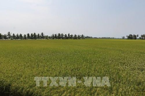 Giá gạo xuất khẩu tăng, kỳ vọng nhu cầu phục hồi