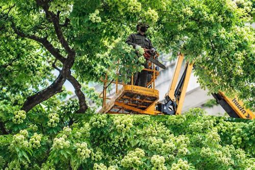Nhiều tuyến phố Hà Nội có hàng trăm cây hoa sữa được cắt tỉa