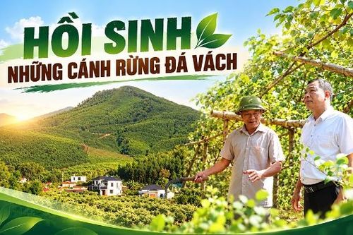 Hồi sinh những cánh rừng Đá Vách