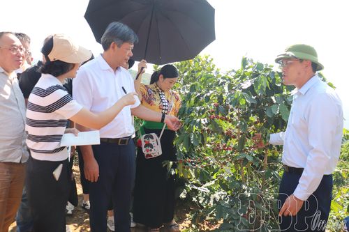Khảo sát vùng nguyên liệu cà phê, mắc ca tại xã Tuần Giáo và Quài Tở