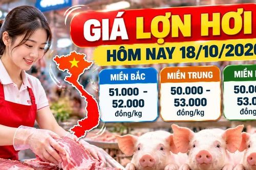 Giá lợn hơi hôm nay 18/10/2026: Thấp nhất 50.000 đồng/kg