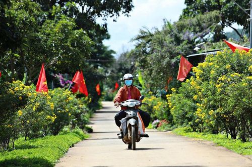 Nam Ban Lâm Hà điểm tô sắc hoa đón Festival Hoa Đà Lạt 2026
