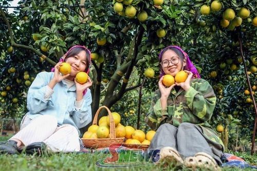 Phiêng Khoài vào mùa cam Navel