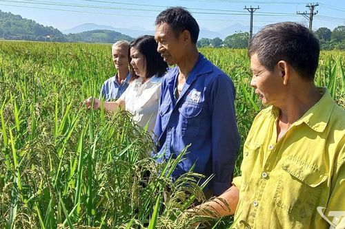 Phú Lương hướng tới sản xuất lúa bền vững