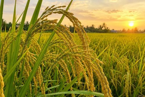 Ngày 18/10: Giá một số loại lúa tươi tại Đồng bằng sông Cửu Long tăng