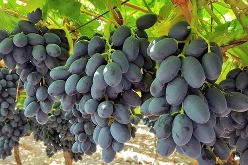Loại quả tốt trên thế giới, Việt Nam trồng bạt ngàn thành đặc sản nổi tiếng từ 50.000 đ/kg, tốt cho sức khỏe