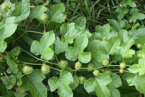Loại lá càng rửa càng nổi bọt như xà phòng, giá 150.000 đồng/kg, ăn được liền 'thành tiên' còn cực dễ trồng
