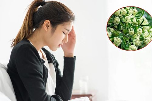 Mùi hoa sữa nồng nặc có thể gây đau đầu? Đây là những nhóm người cần đặc biệt thận trọng