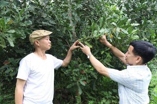 Xã Hùng An thúc đẩy liên kết sản xuất, phát triển nông nghiệp hàng hóa