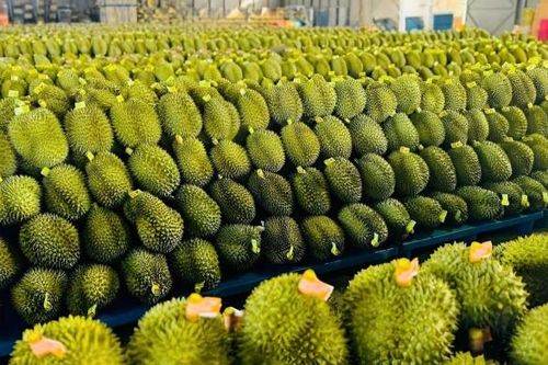 Yêu cầu Công ty TNHH Thái Thịnh khắc phục lô hàng sầu riêng bị nhiễm vàng O