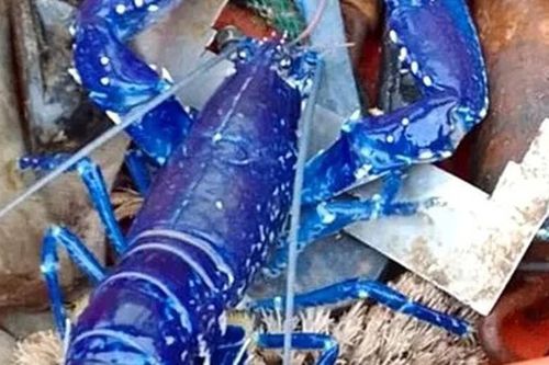 Hai cha con bắt được con tôm hùm có màu xanh cực hiếm