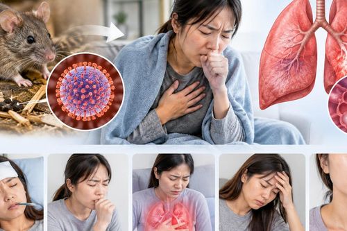 Hantavirus có nguy hiểm không và lây truyền qua đường nào?
