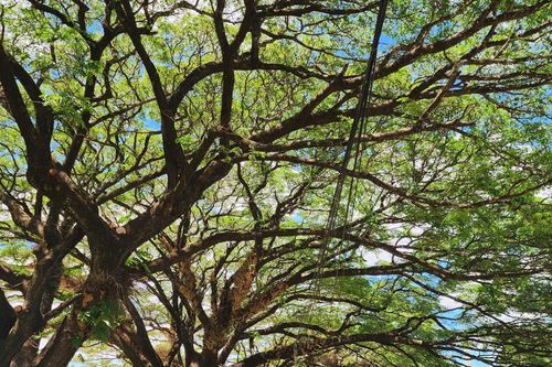 Quảng Ngãi: Ngắm hàng me tây đẹp thơ mộng tại Kon Đào