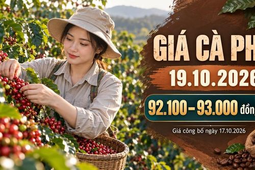 Giá cà phê hôm nay 19.10.2026: Sức ép vụ mới còn đáng chú ý