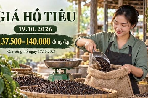 Giá hồ tiêu hôm nay 19.10.2026: Nguồn cung quốc tế tác động ra sao?