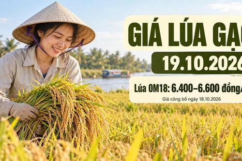 Giá lúa gạo hôm nay 19.10.2026: Lúa thơm chờ sức mua đầu tuần