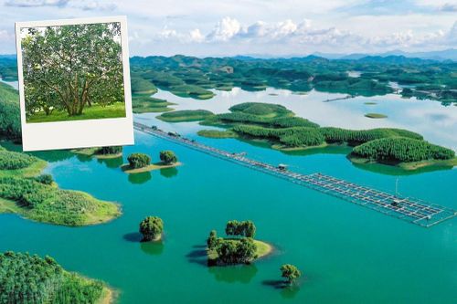 Đánh thức tiềm năng du lịch Thác Bà từ chuỗi sự kiện văn hóa nổi bật