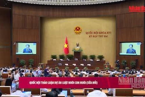 [Video] Quốc hội thảo luận dự án Luật Nuôi con nuôi (sửa đổi)