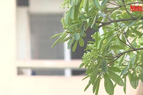 [Video] Hà Nội lấy ý kiến người dân về việc di chuyển cây hoa sữa