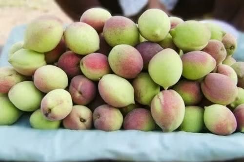 Đào mèo Sơn La đắt hàng khi bước vào chính vụ