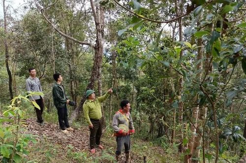 Điện Biên nâng cao ý thức giữ rừng gắn với sinh kế bền vững