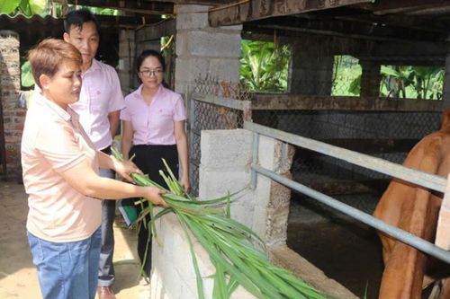 Vùng núi cao Hà Quảng đổi thay nhờ vốn tín dụng chính sách