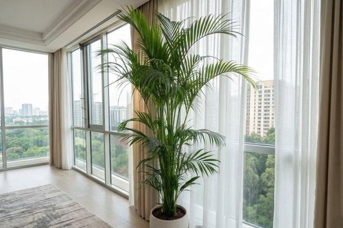 Cách trồng cây cau Hawaii xanh tốt quanh năm, tăng sinh khí, hút tài lộc