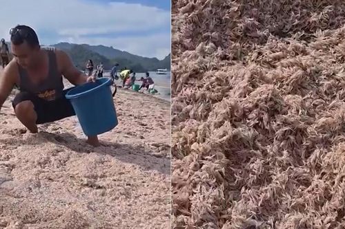Tép biển trôi dạt vào bờ, hàng trăm người dân mang xô ra thu gom
