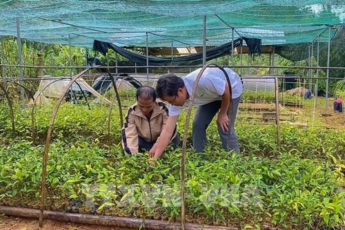 Nghị quyết 57-NQ/TW: Đà Nẵng phát triển nông nghiệp công nghệ cao, tập trung chuỗi giá trị