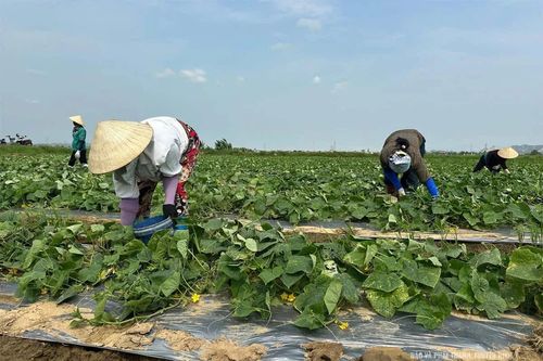 Thu hút doanh nghiệp thu mua sản phẩm rau màu theo hợp đồng