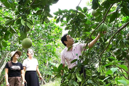 Tổng nguồn vốn tín dụng chính sách của xã Quế Phước đạt hơn 94,2 tỷ đồng