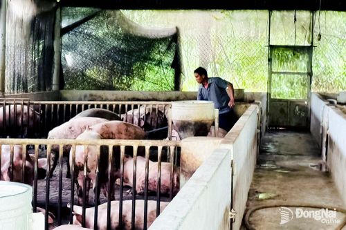 Heo hơi giảm dưới giá thành sản xuất: Người dân đề nghị siết chặt quản lý chất cấm, bảo vệ người chăn nuôi