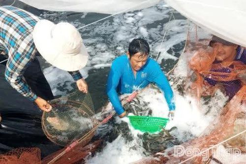 Đồng Tháp: Giá dừa khô, tôm thẻ phục hồi